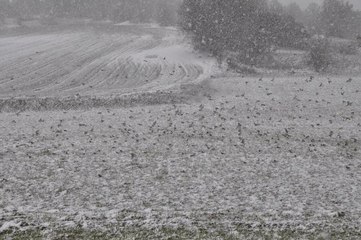 Göçmen kuşlar kar engeline takıldı