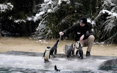 Bursa'da kar altında penguenlerin beslenme saati