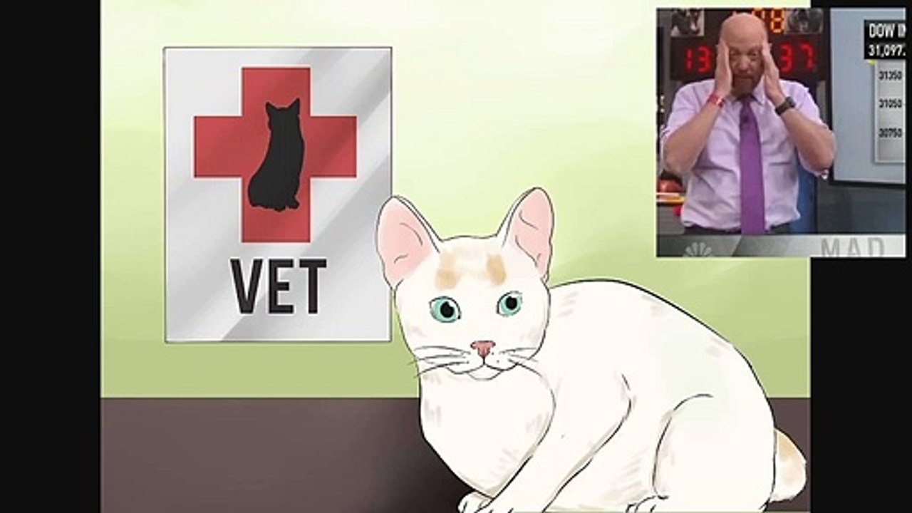 How to Take Care of a Japanese Bobtail