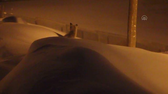 Yiyecek arayan tilki yerleşim yerine indi