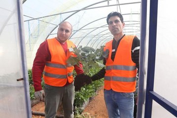 Ürdünlü çiftçi, su bakımından yetersiz ülkesinde "topraksız tarımla" iklim değişikliğine direniyor