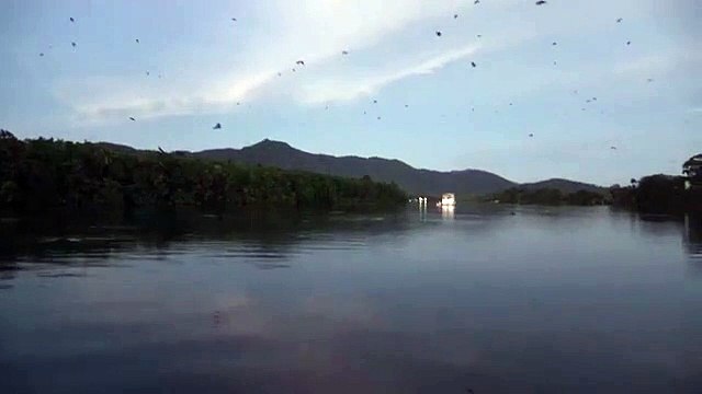 Crocodile vs chauve-souris