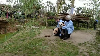 Dos crías de oso panda del zoo francés de Beauval exploran el mundo por primera vez