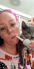 Kitten Bites on Electric Toothbrush