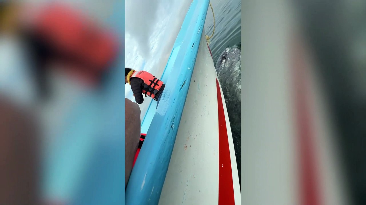 Kidnapped by a Gray Whale