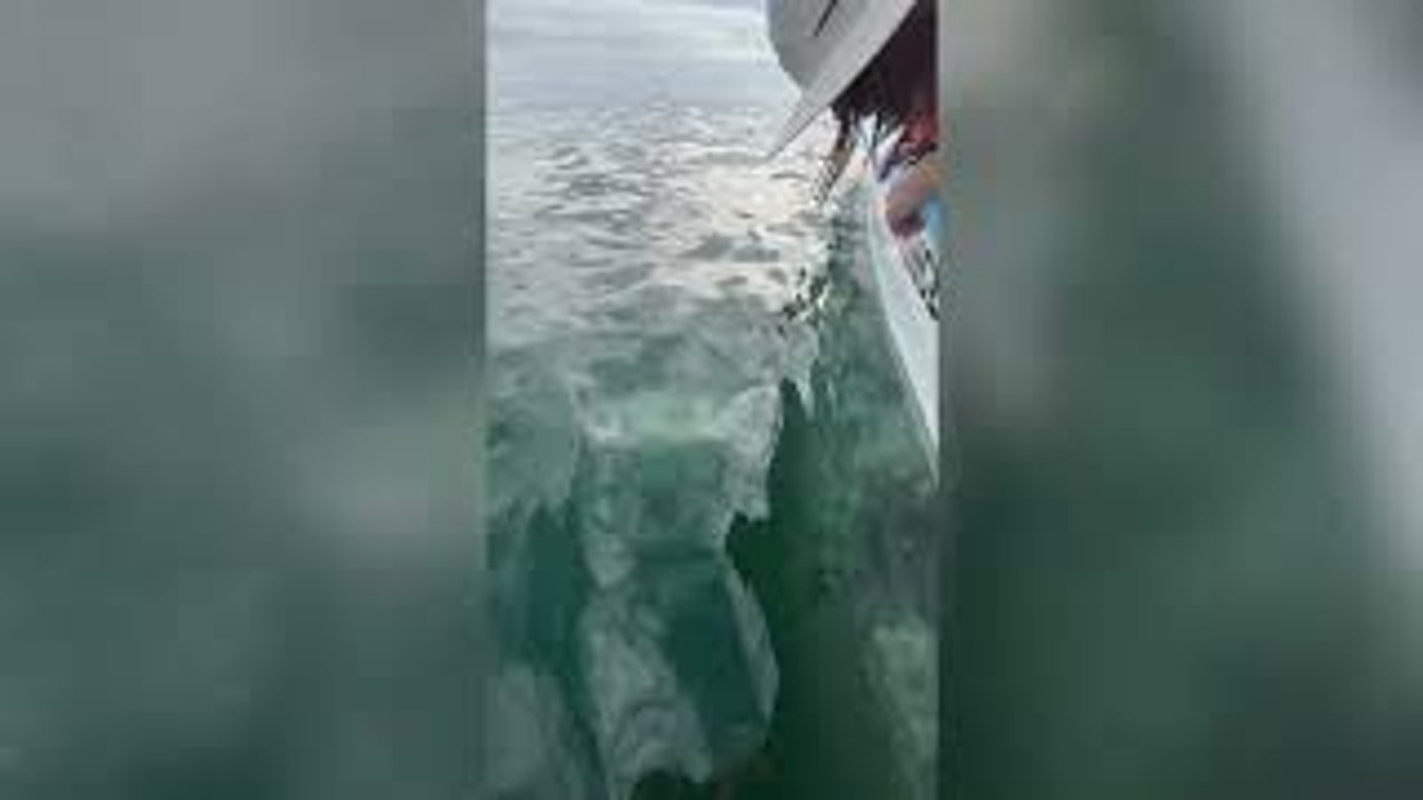 Kidnapped by a Gray Whale