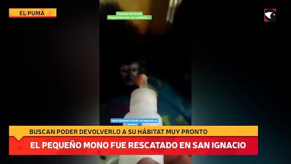 El pequeño mono fue rescatado en San Ignacio
