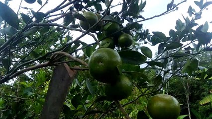 Metik jeruk di kebun