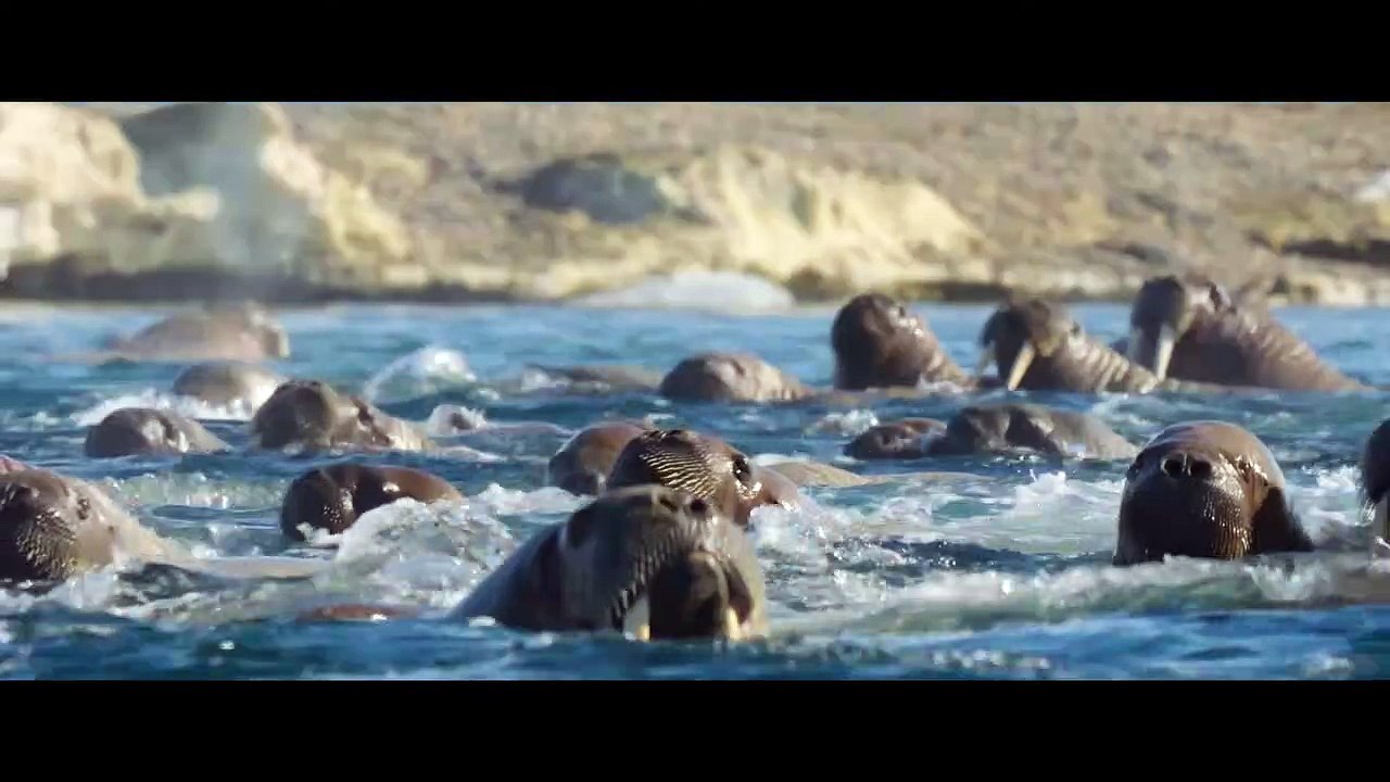 EISBÄREN Film