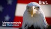 Comment l'oiseau emblème des États-Unis a failli disparaître