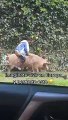 Niño enternece las redes sociales y se viraliza en TikTok por ser captado montando un cerdo