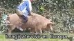 Niño enternece las redes sociales y se viraliza en TikTok por ser captado montando un cerdo