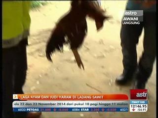 Laga ayam dan judi haram di ladang sawit