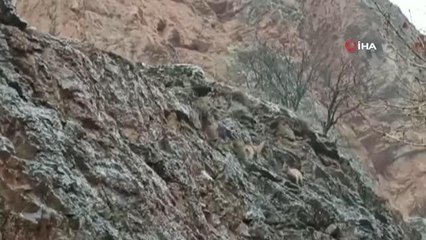 Yaban keçileri, sokak köpeklerinin hedefinde