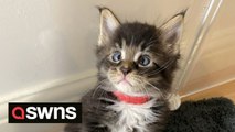 Pet cat gives birth to adorable CROSS-EYED kitten