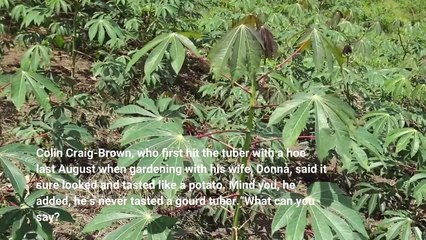 New Zealand couple's dream mashed Record breaking potato isn't a potato
