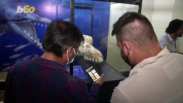 Colossal, Razor-Toothed Prehistoric Whale Fossil Unearthed