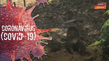 Beruang matahari di Sarawak diancam pupus