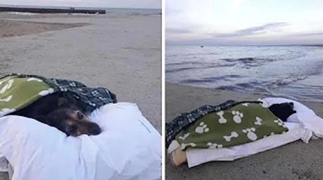 Un homme offre à sa chienne une ultime ballade paradisiaque à la plage avant de mourir
