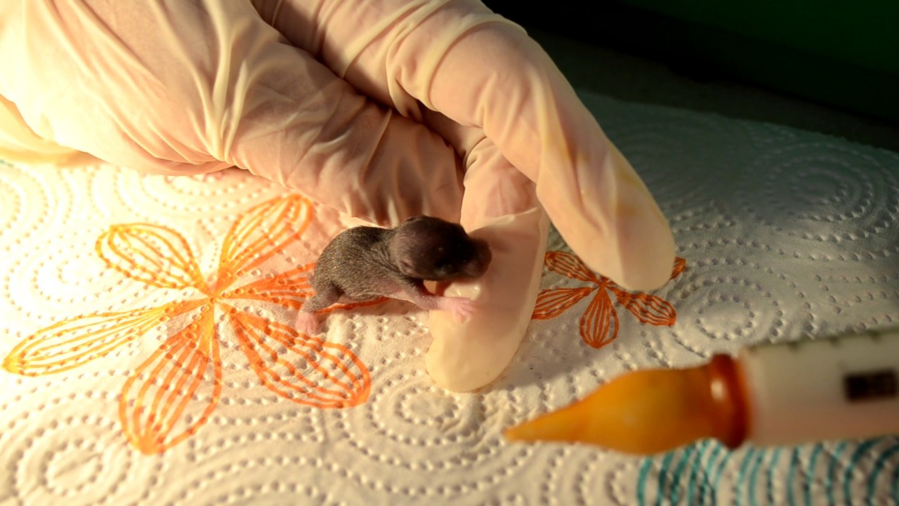 RESCATO 3 HÁMSTERS DE LA CALLE Y NACEN 10 BEBÉS PARTE 4 | MUCHOS BIBERONES PARA SALVAR A LOS BEBÉS