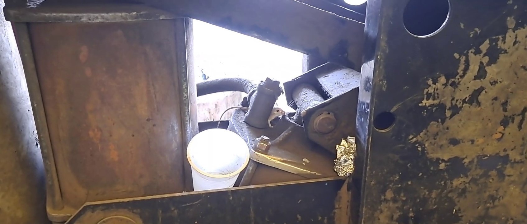 छोटा सा चुहा का बच्चा रोटी खाता हुवाँ। प्यारा सा चुहा का बच्चा हें।