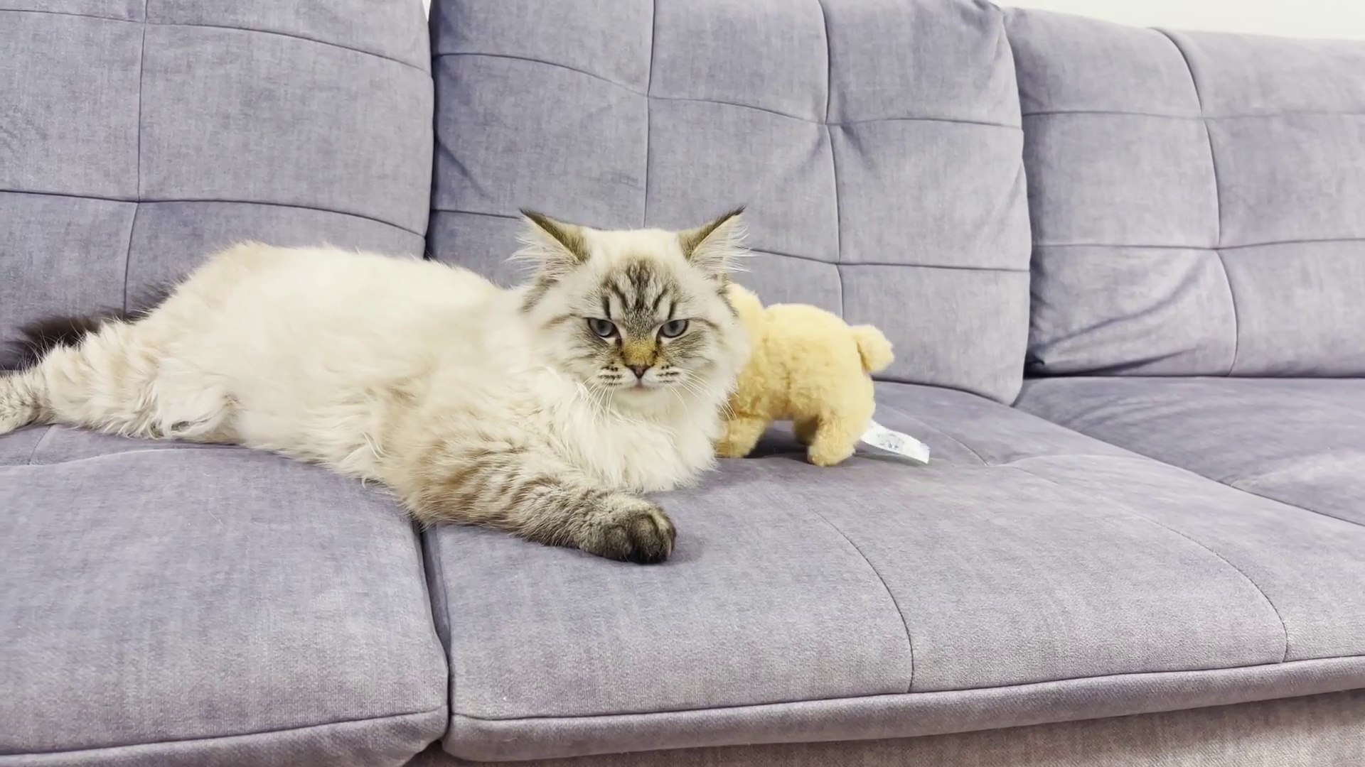 ⁣Funny Cat Reaction with a Toy! Funny cats videos