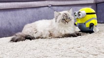 Fluffy Cat Vs Minion Bob - Funny cat fighting with Minion Bob