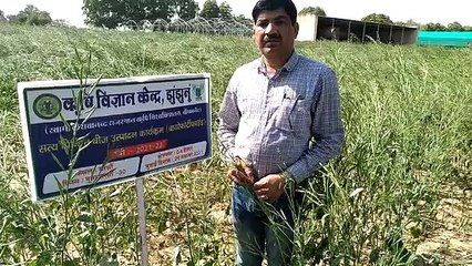 वैज्ञानिकों का कमाल: अब उगेगी ऐसी सरसों, जिसका तेल हार्ट को नहीं करेगा नुकसान