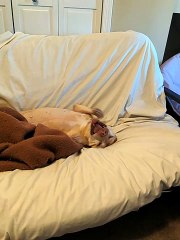 Rescue Dog Turned Into Spoiled Brat