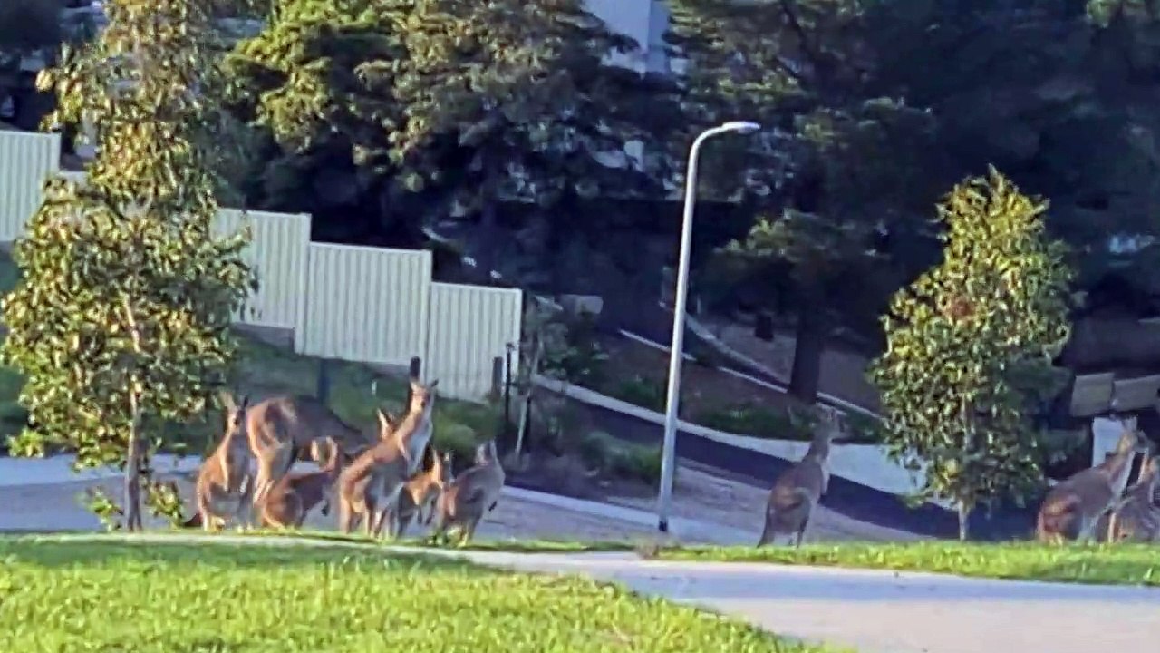 More and More Kangaroos Visit Melbourne Suburb
