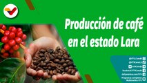 Cultivando Patria | Hacienda Pueblo Nuevo trabaja con más de 6 mil planta de café en Lara