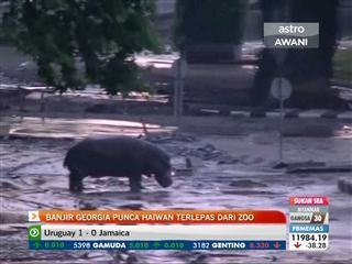 Banjir Georgia punca haiwan terlepas dari zoo