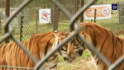 4 نمور سيرك يصلون إلى موطنهم الجديد في جنوب إفريقيا بعد ان ظلوا في أقفاص معدنية لأكثر من 10 سنوات في الأرجنتين