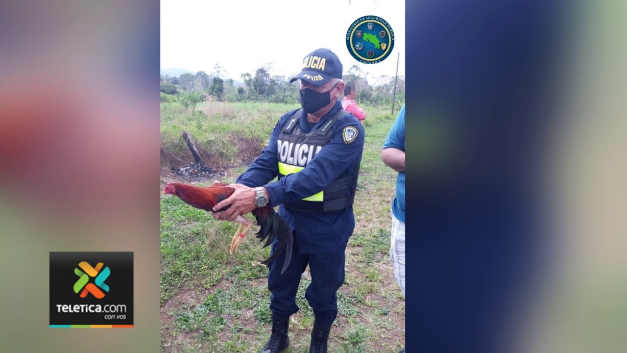 tn7-decomiso-gallos-pelea-