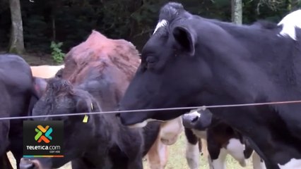 tn7-exportacion-carne-bovina-130322