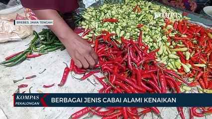 Berbagai Jenis Cabai Alami Kenaikan