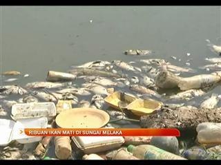 Ribuan ikan mati di Sungai Melaka