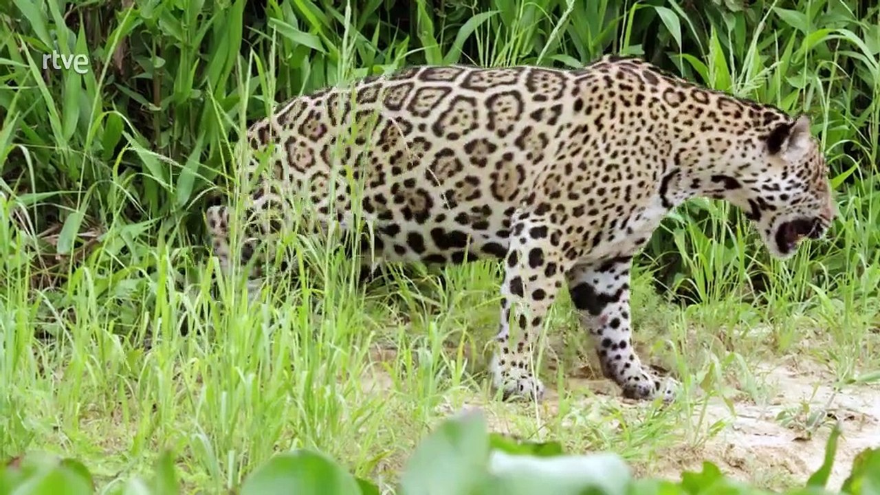 Jaguar contra cocodrilo