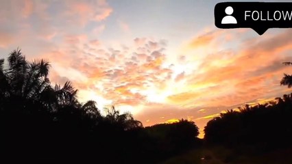 berburu ikan betok raksasa di sawitan