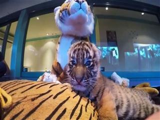 Baby tiger antics caught on camera