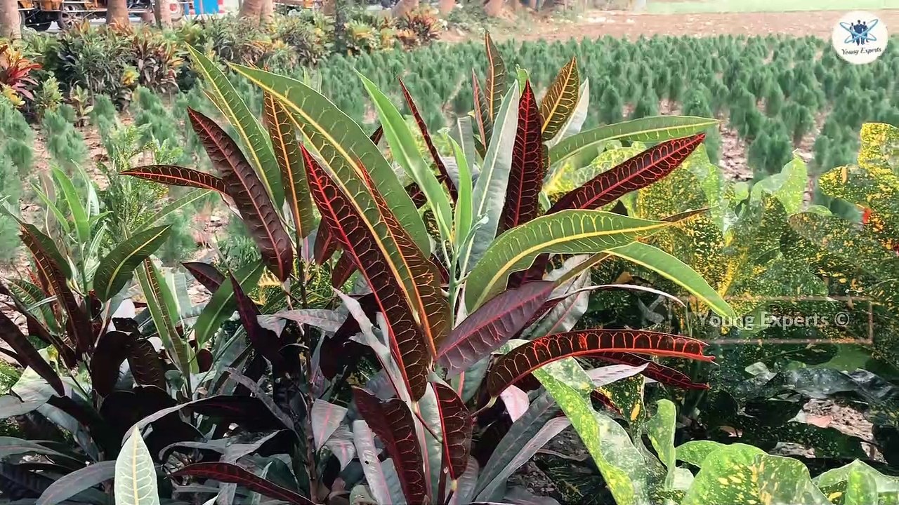 Godkhali Flower Garden, Jessore  বাংলাদেশের ফুলের রাজধানী “গদখালী”