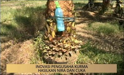 Khabar Dari Kelantan: Inovasi pengusaha kurma hasilkan nira dan cuka