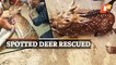 WATCH | Spotted Deer Rescued By Cuttack Villagers