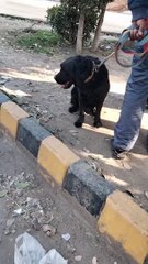 Video For Dog  Lover By Kingdom of Awais