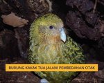 Burung kakak tua jalani pembedahan otak