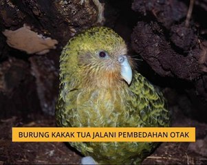 Burung kakak tua jalani pembedahan otak