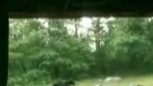 Bear scare