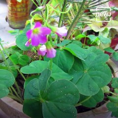 Do You know These Ayurvedic Uses Of Changeri Flower