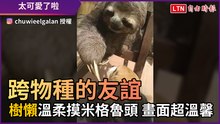 跨物種的友誼！ 樹懶溫柔摸米格魯頭 畫面超溫馨