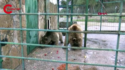 Ayı ailesi doğal ortamına kavuşacak